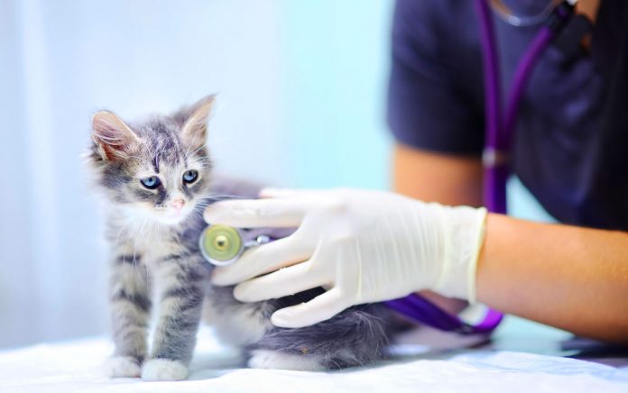 A Career as a Veterinarian A Career as a Veterinarian
