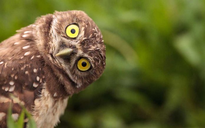 5-Ways-to-Get-Paid-to-Work-With-Animals 5 Ways to Get Paid for Working With Animals