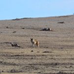 A Coyote and a Badger Show Teamwork Matters