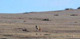 A Coyote and a Badger Show Teamwork Matters