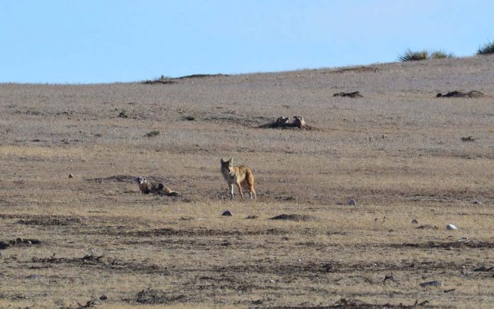 A Coyote and a Badger Show Teamwork Matters