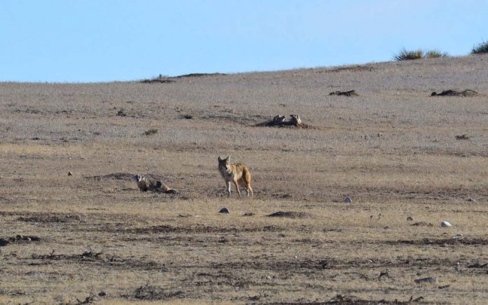 A Coyote and a Badger Show Teamwork Matters Coyote and a Badger Show Teamwork Matters A Coyote and a Badger Show Teamwork Matters