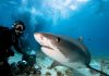 Be as Fearless as This Shark Diving Expert