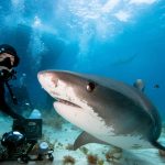 Be as Fearless as This Shark Diving Expert