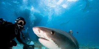 Be as Fearless as This Shark Diving Expert