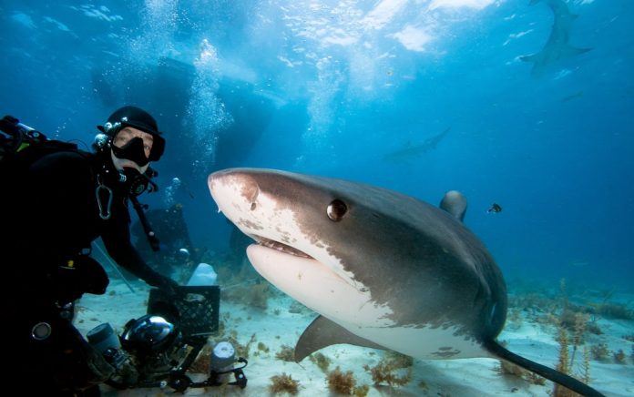 Be as Fearless as This Shark Diving Expert Be as Fearless as This Shark Diving Expert