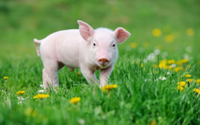 Little Pig Struggles to Keep Balance (Relatable!) Little Pig Struggles to Keep Balance (Relatable!)