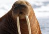 A Talented Walrus Shares a Special Trick