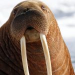 A Talented Walrus Shares a Special Trick