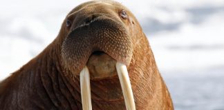 A Talented Walrus Shares a Special Trick