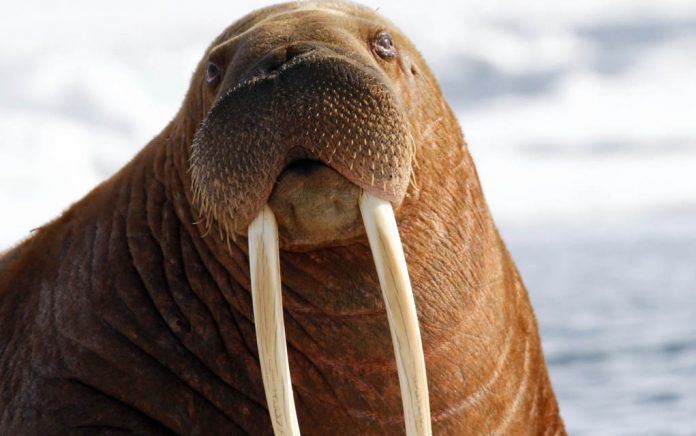 A Talented Walrus Shares a Special Trick
