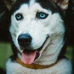 Watch a Husky Ask for What He Wants