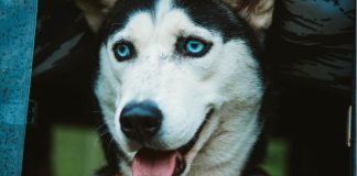 Watch a Husky Ask for What He Wants