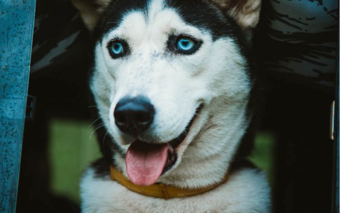 Watch a Husky Ask for What He Wants