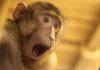 Watch This Monkey Realize Magic Is Real