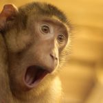 Watch This Monkey Realize Magic Is Real