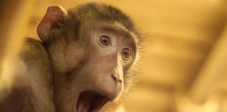Watch This Monkey Realize Magic Is Real