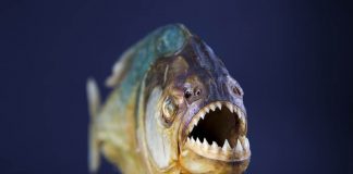 How to Survive a Swim With... Piranhas?!