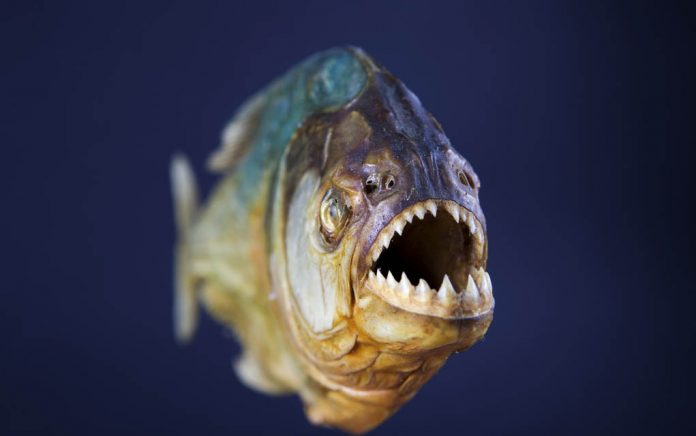 How to Survive a Swim With... Piranhas?! How to Survive a Swim With... Piranhas?!