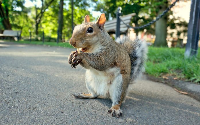Stuck in a Squirrel-ly Situation Stuck in a Squirrel-ly Situation