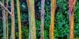 These Strange Trees Look Alien