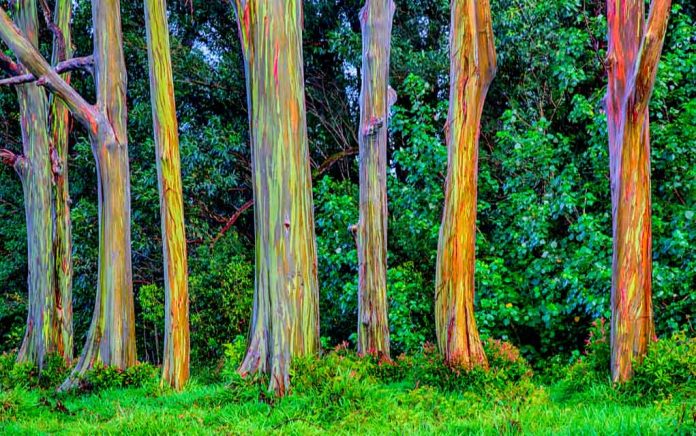 These Strange Trees Look Alien These Strange Trees Look Alien