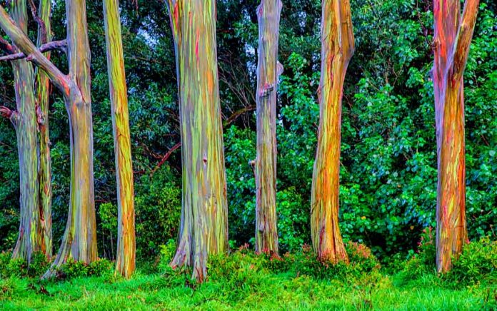 These Strange Trees Look Alien