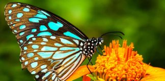 Even the Earth Is Creative -- Here's Proof