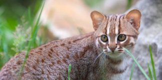 The Cutest Kitten You Can’t Own