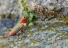 These Cute Birds Really Know How to Party