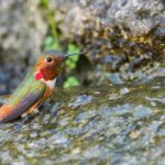 These Cute Birds Really Know How to Party