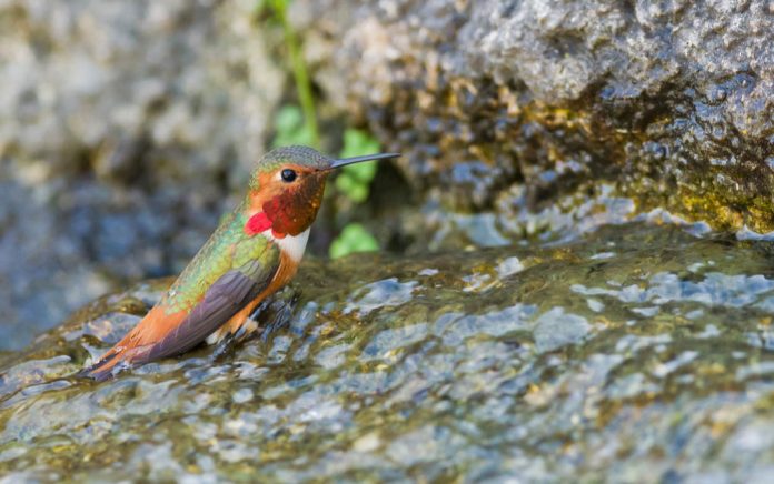 These Cute Birds Really Know How to Party