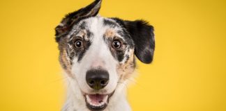 Your Daily Dose of Darling Dogs