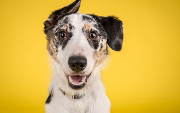 Your Daily Dose of Darling Dogs Your Daily Dose of Darling Dogs