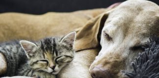 How-to-Help-Animals-During-COVID-19-and-Why-You-Should