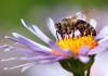 Why It’s Important to ‘Bee’ Kind to Nature