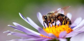 Why It’s Important to ‘Bee’ Kind to Nature