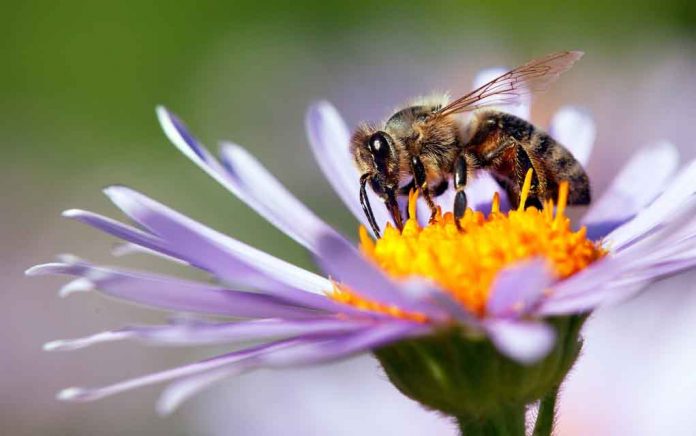 Why It’s Important to ‘Bee’ Kind to Nature