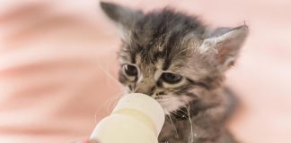 When Motherhood Chooses You