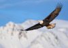 5 Tips to Soar Like an Eagle