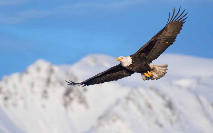 5 Tips to Soar Like an Eagle