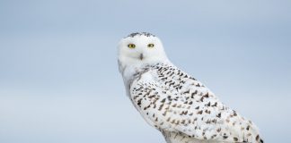 Amid Chaos Appears Beauty