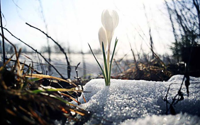 Spring-Fresh-Start-for-All Spring — Fresh Start for All