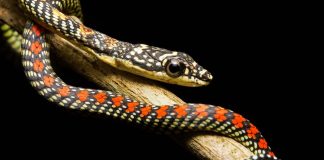 Proof You Don’t Need Wings to Fly